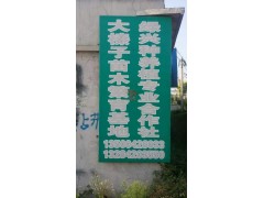 大果榛子图1
