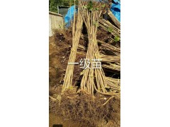 大果榛子一级苗图1