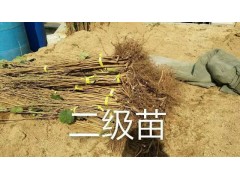 大果榛子二级苗图1