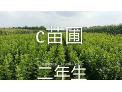 C苗圃 二年生大果榛子图1