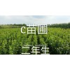 C苗圃 二年生大果榛子