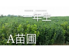 A苗圃 一年生大果榛子图1