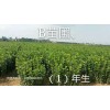 B苗圃（1）年生大果榛子