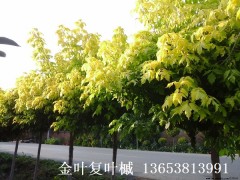 大量供应金叶复叶槭种苗图1