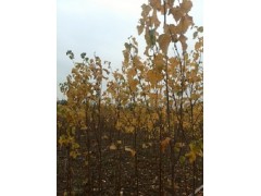 供应耐热白桦（夏威夷白桦）种苗图3