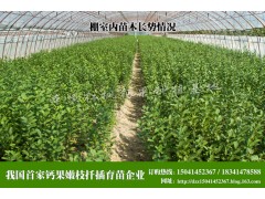 钙果,农大钙果,扦插育苗龙头企业,万佳钙果种苗基地图1