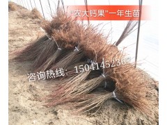钙果,农大钙果,扦插育苗龙头企业,万佳钙果种苗基地图2