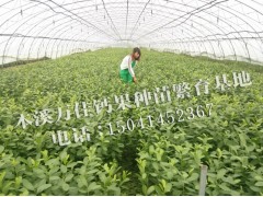 钙果_钙果苗价格_优质钙果扦插苗批发_本溪万佳钙果种苗基地图2