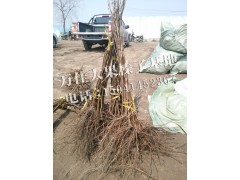 大榛子苗_大榛子苗价格_为什么要买大果榛子扦插苗？图1