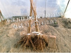 大榛子苗_大榛子苗价格_为什么要买大果榛子扦插苗？图2
