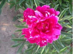 芍药图1