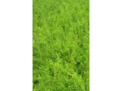 朝鲜小叶黄杨图1