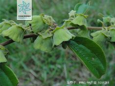 马甲子花果