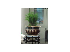 红豆杉盆景哪里最好，红豆杉盆景价格，红豆杉盆景供应图1