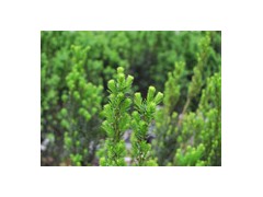 曼地亚红豆杉图2