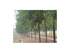 山东白蜡价格，白蜡行道树，白蜡价格，白蜡绿化树图3