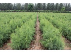 柽柳价格，山东柽柳价格，柽柳哪里便宜？图2