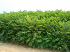 臭椿价格，山东臭椿价格，臭椿图2