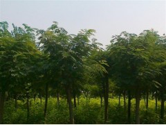 合欢2016年价格走势，合欢价格，合欢山东哪里便宜？图1