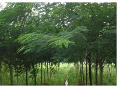 合欢2016年价格走势，合欢价格，合欢山东哪里便宜？图3
