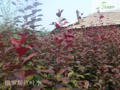 俄罗斯红叶李价格表，俄罗斯红叶李2016年价格走势图1