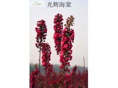 光辉海棠花价格表，光辉海棠花哪里最好图1