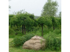 辽宁龙爪槐价格，龙爪槐价格，龙爪槐图1