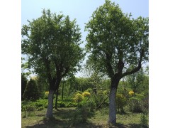 辽宁龙须柳价格，龙须柳价格，龙须柳哪里便宜图1