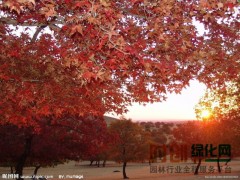 五角枫工程小苗价格，五角枫价格表，五角枫供应图1