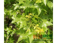 五角枫工程小苗价格，五角枫价格表，五角枫供应图3