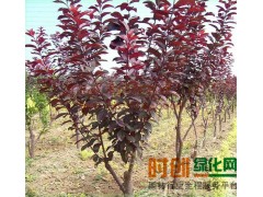 2016年紫叶李工程苗供应图1