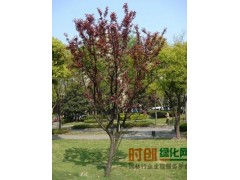 2016年紫叶李工程苗供应图2