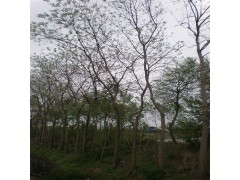辽宁北美海棠光辉海棠钻石海棠红肉苹果红果海棠图1
