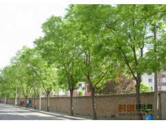山东地区国槐、刺槐、香花槐专供图1