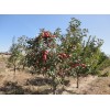 新苹红苹果-吉林省四平市山门美尔园苗木基地