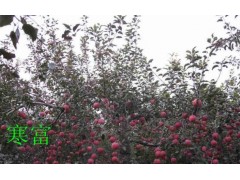 矮化寒富苹果苗图2