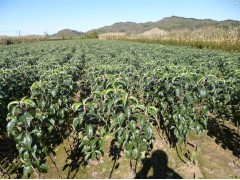 矮化寒富苹果苗图3