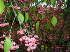 丝棉木-河南省鄢陵县花美苗木草坪直销中心图1