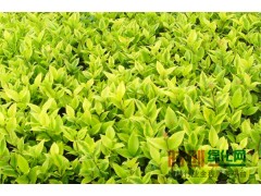 小叶女贞球-河南省鄢陵县花美苗木草坪直销中心图2