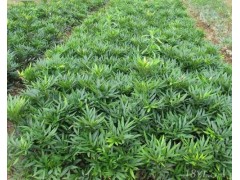 十大功劳-河南省鄢陵县花美苗木草坪直销中心图1