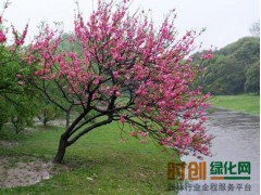 红叶碧桃-潢川县友好苗圃场图1