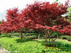 红枫-潢川县友好苗圃场图1