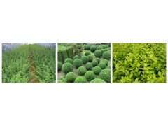 小叶女贞-滁州市南谯区锦源苗木专业合作社图1