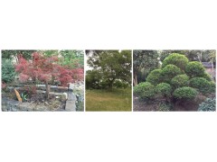 盆景 五角枫盆景 三角枫盆景树 大规格元宝枫盆景树销售图2