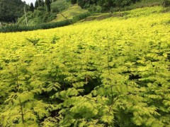 金叶水杉-利川市弘农林园苗圃专业合作图1
