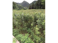 大叶女贞-利川市弘农林园苗圃专业合作社图1