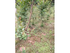 紫薇- 利川市弘农林园苗圃专业合作社图1