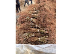 红豆杉-利川市弘农林园苗圃专业合作社图1