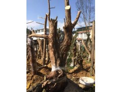 盆景，罗汉松-利川市弘农林园苗圃专业合作社图1