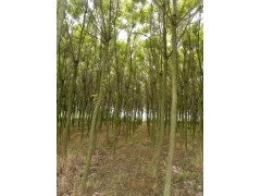 白蜡-南京市六合区联盟苗木销售中心图2